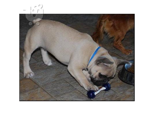 Αρχική εκπαιδευμένο σκυλάκι ΓΑΛΛΙΚΗΣ BUL (Gromit) για υιοθεσία...